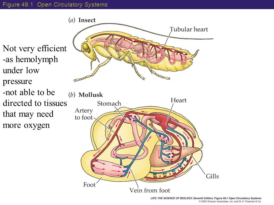Кровообращение у насекомых. Кровеносная система пчелы. Evolution of the Circulatory System. Circulatory System of Birds. Сердечно сосудистая система пчел.
