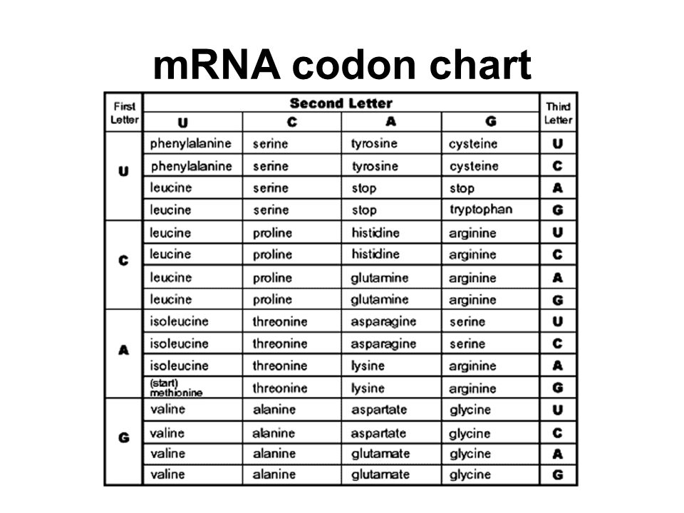 Trna Codon Chart