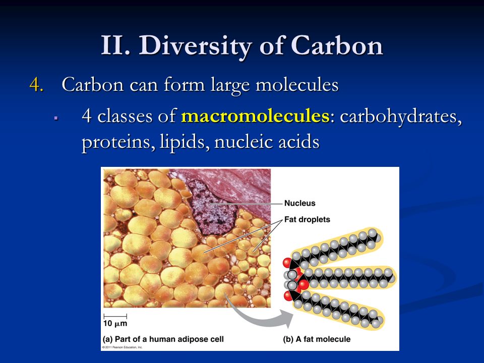 II. Diversity of Carbon Carbon can form large molecules