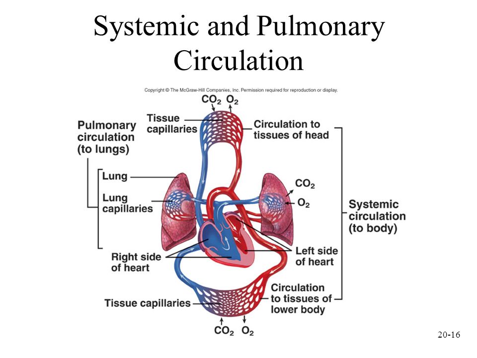 Systemic And Pulmonary Circulation Flow Chart