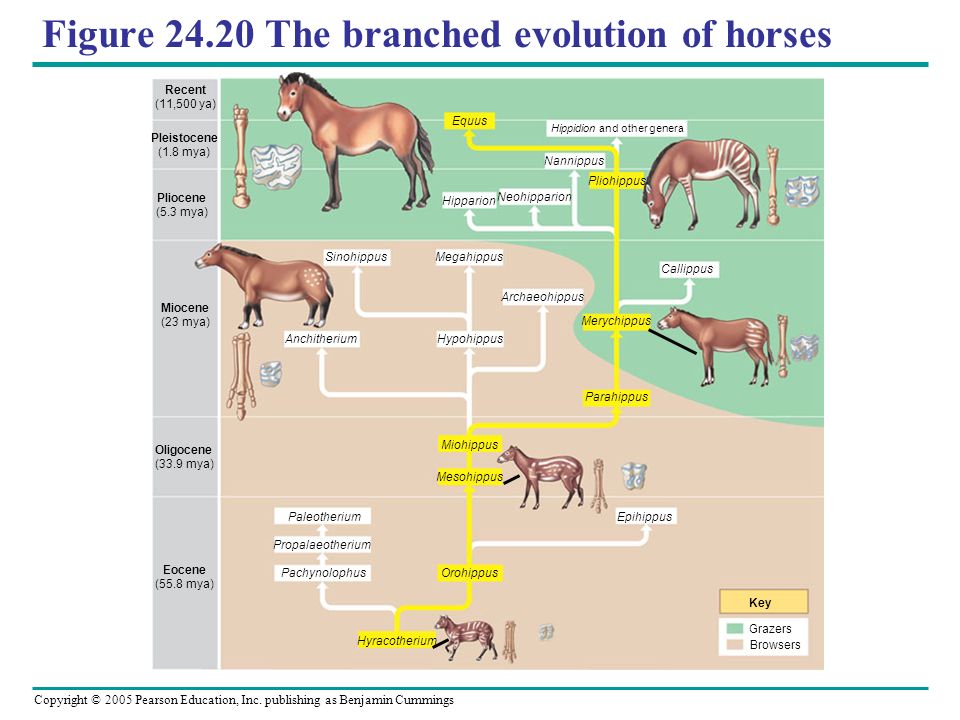 Figure+The+branched+evolution+of+horses.jpg