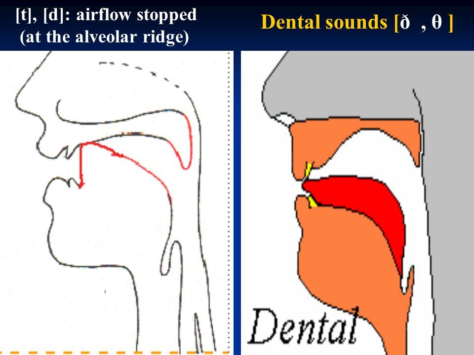 Dental sounds [ð , θ ] [t], [d]: airflow stopped