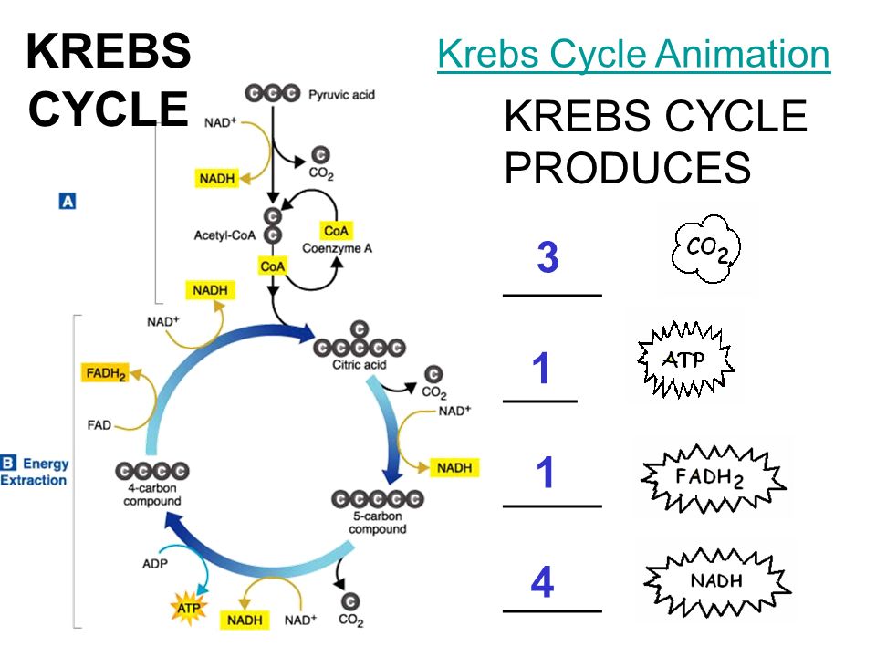 KREBS CYCLE KREBS CYCLE PRODUCES 3 1 1 4. 4. 3. 1. Krebs Cycle Animation. 