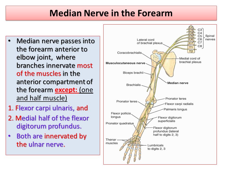 Освобождение нерва латынь. Median nerve. Серединный нерв топография. Срединный нерв латынь. Median nerve Anatomy the forearm.