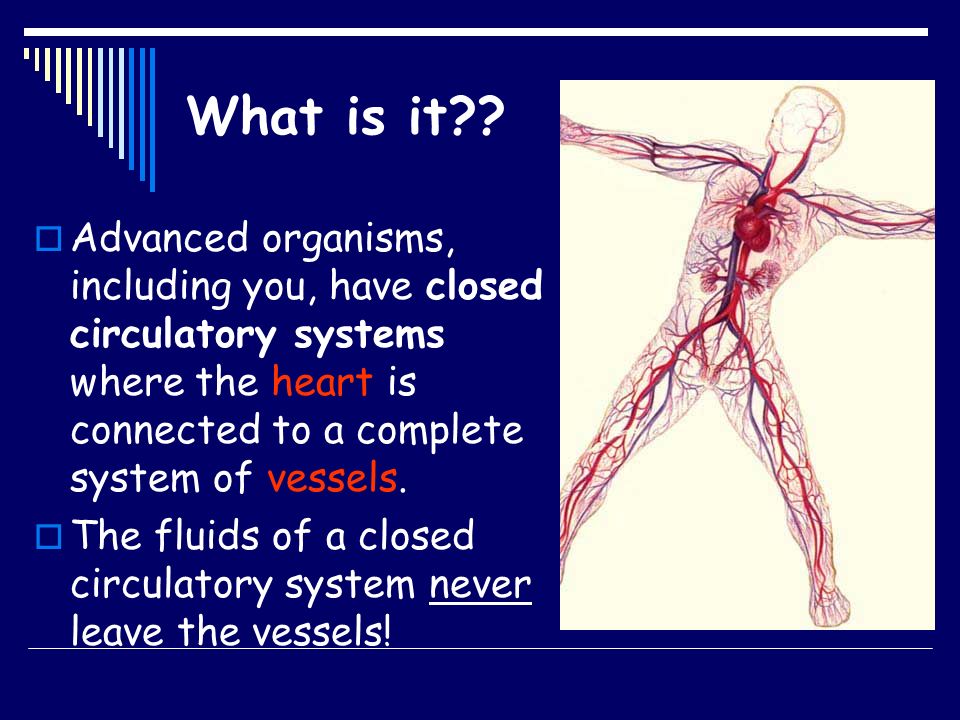 What is it Advanced organisms, including you, have closed circulatory systems where the heart is connected to a complete system of vessels.