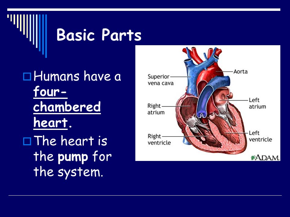 Basic Parts Humans have a four-chambered heart.