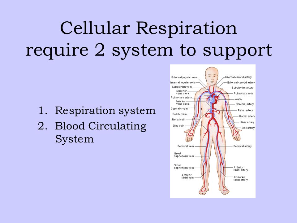 Cellular Respiration require 2 system to support