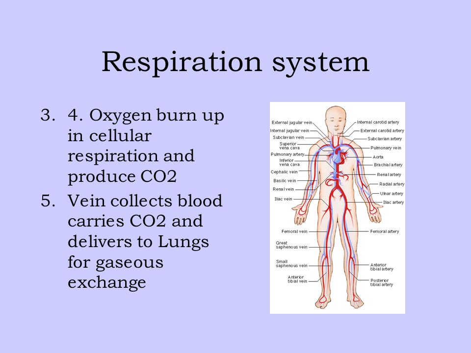 Respiration system 4. Oxygen burn up in cellular respiration and produce CO2.