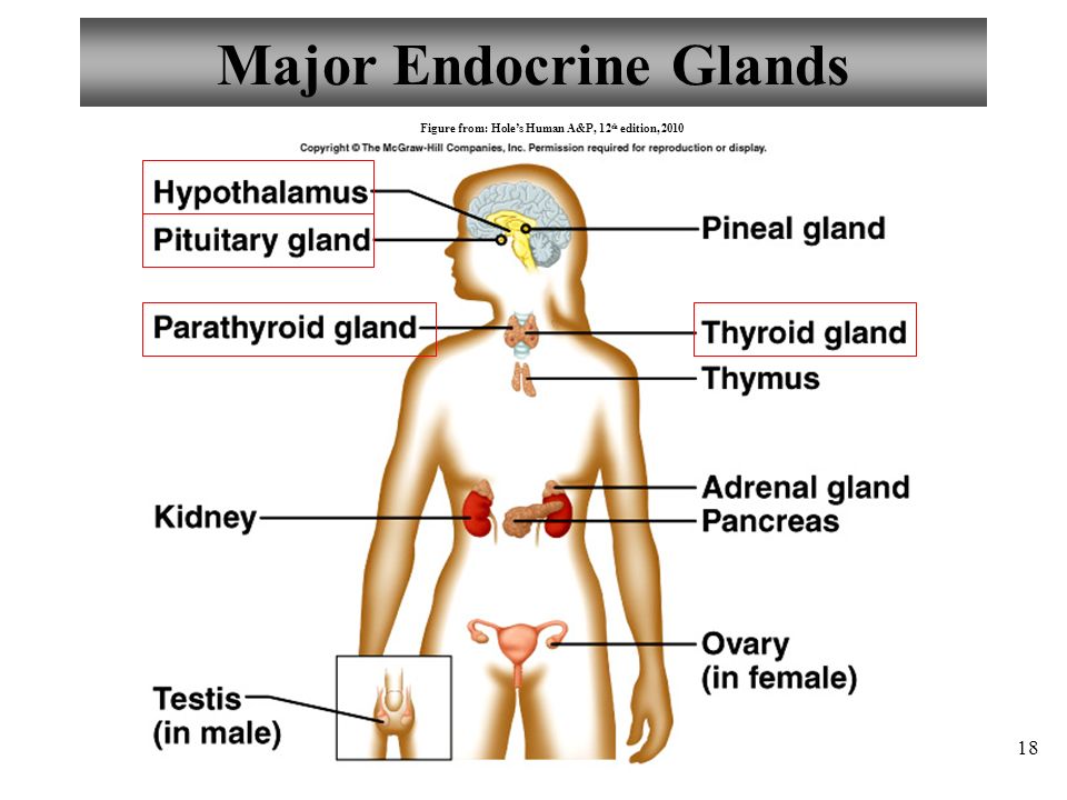 Major Endocrine Glands.