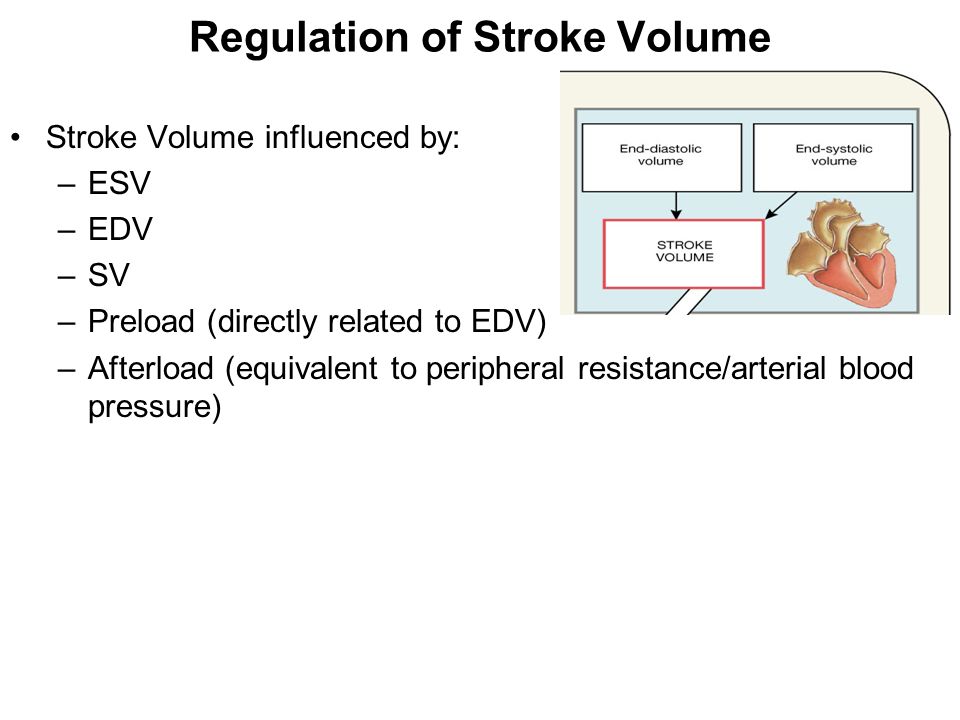 Regulation of Stroke Volume