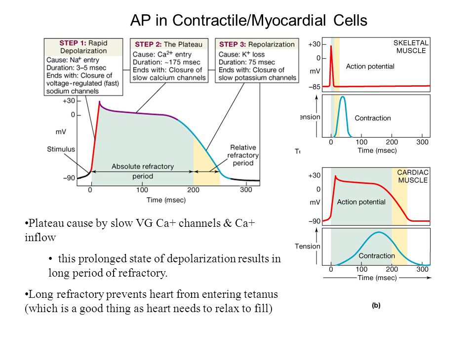 AP in Contractile/Myocardial Cells