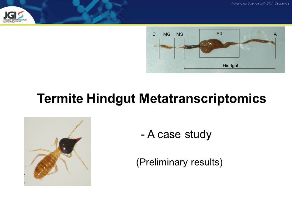 Termite Hindgut Metatranscriptomics