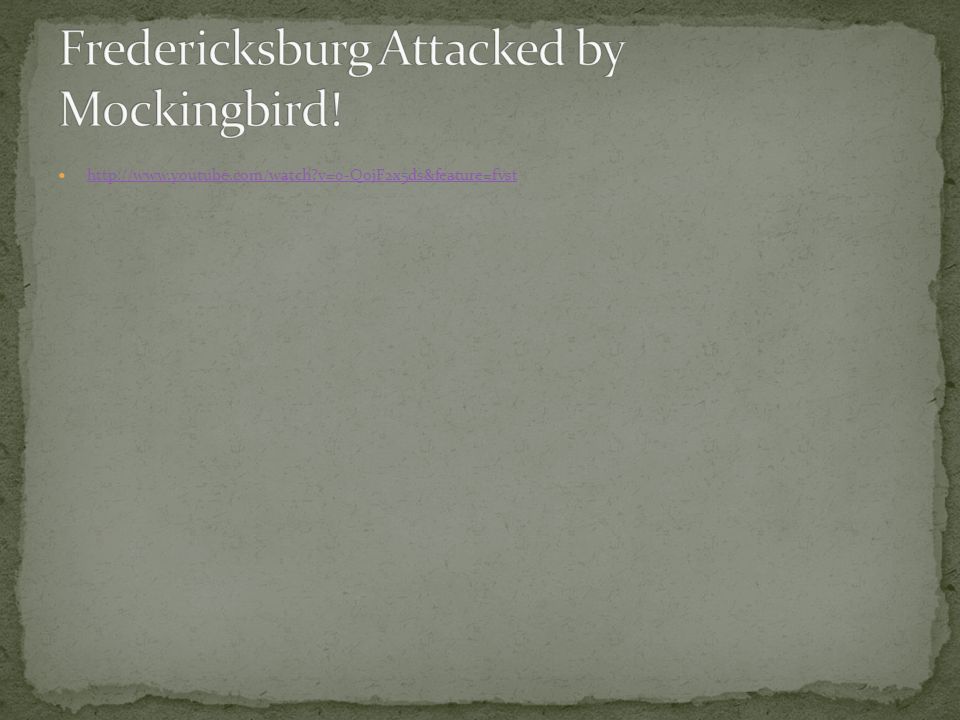 Fredericksburg Attacked by Mockingbird!
