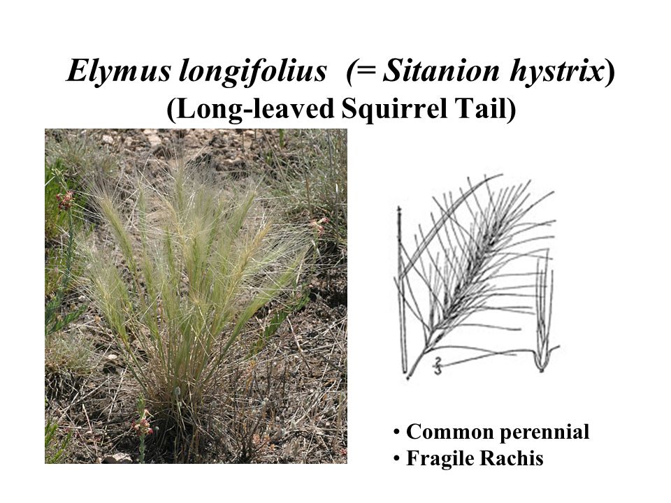 Elymus longifolius (= Sitanion hystrix) (Long-leaved Squirrel Tail)