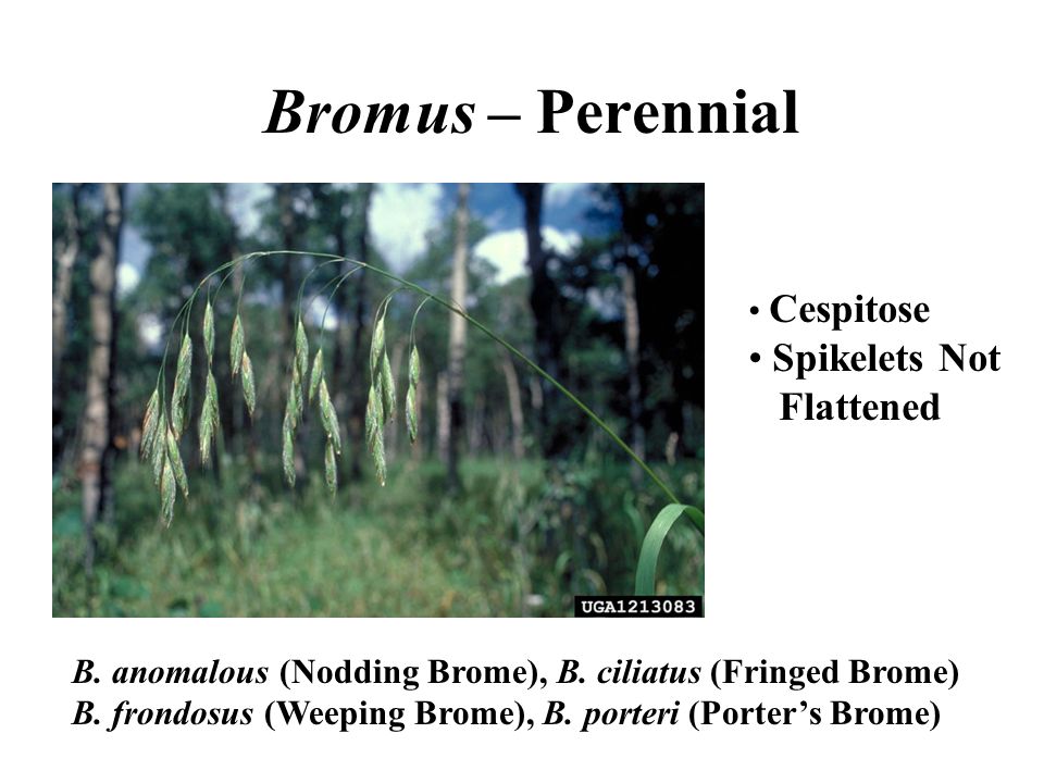 Bromus – Perennial Spikelets Not Flattened Cespitose