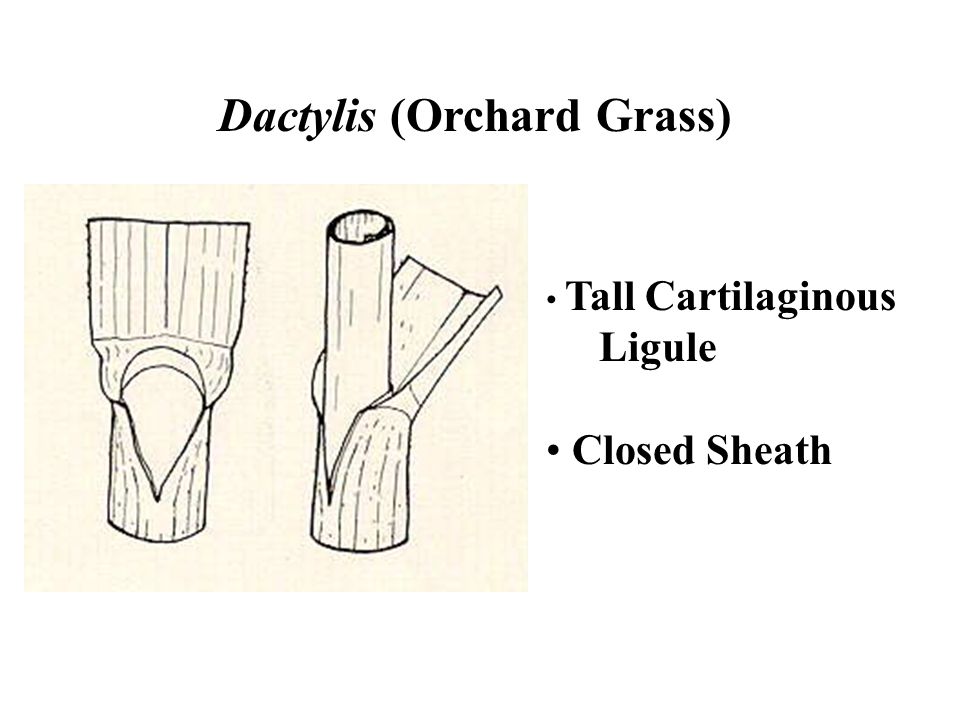 Dactylis (Orchard Grass)