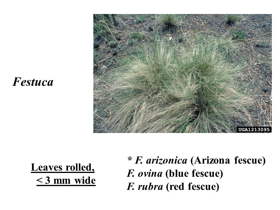Festuca * F. arizonica (Arizona fescue) Leaves rolled,