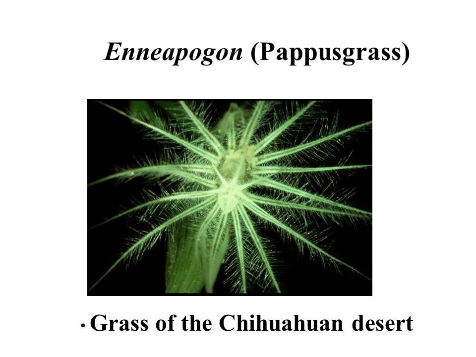 Enneapogon (Pappusgrass)
