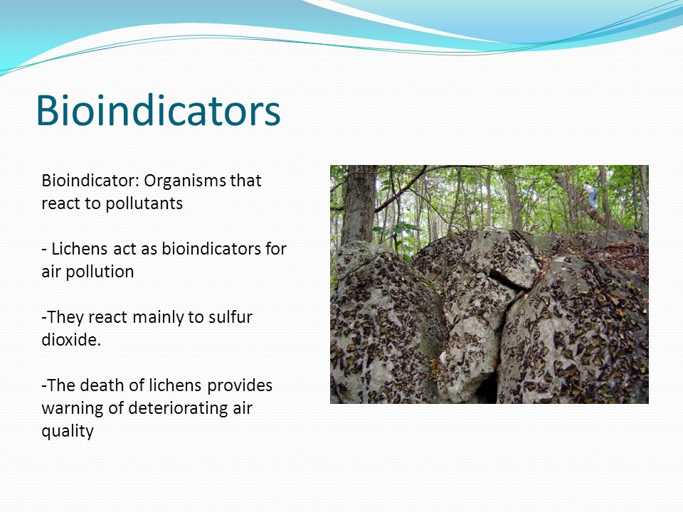 Bioindicators Bioindicator: Organisms that react to pollutants