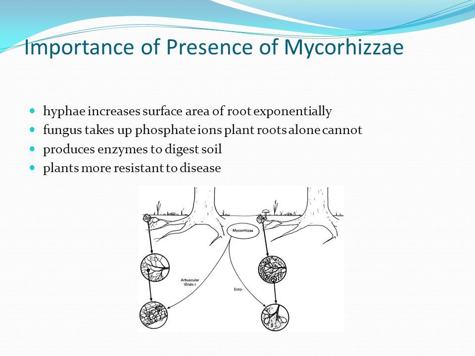 Importance of Presence of Mycorhizzae