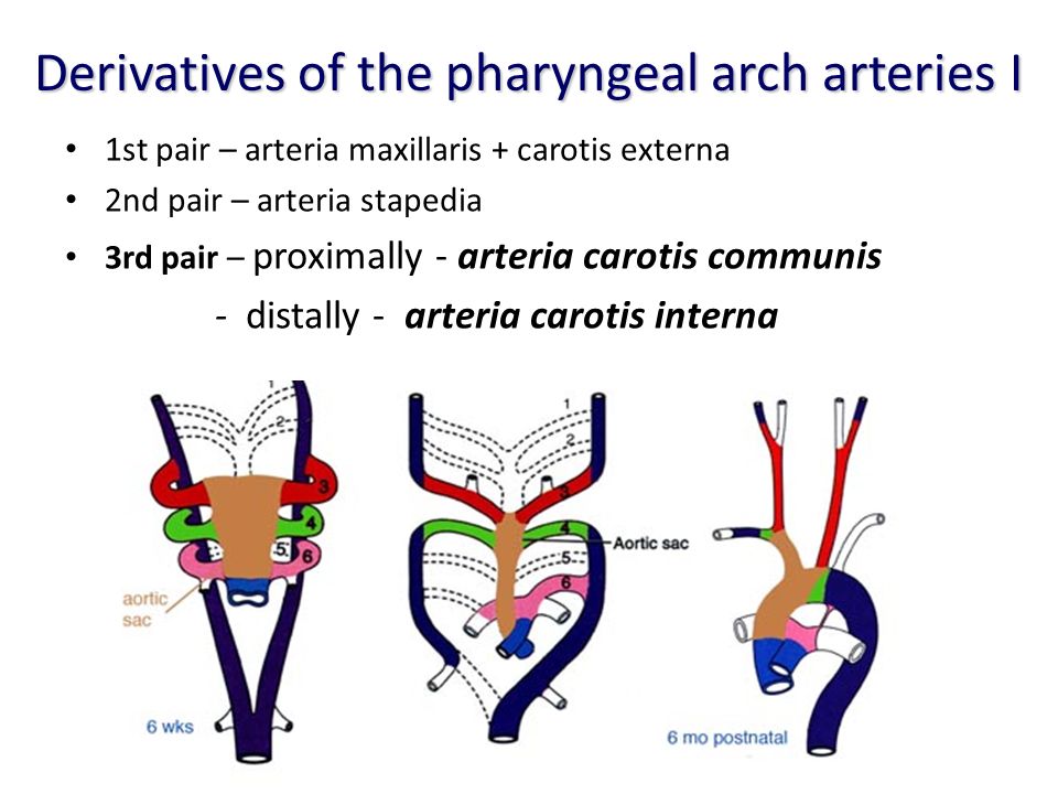 Arteria carotis communis