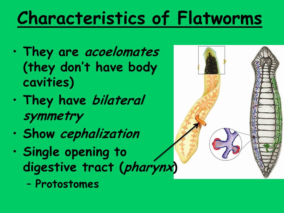 platyhelminthes flatworms ppt)
