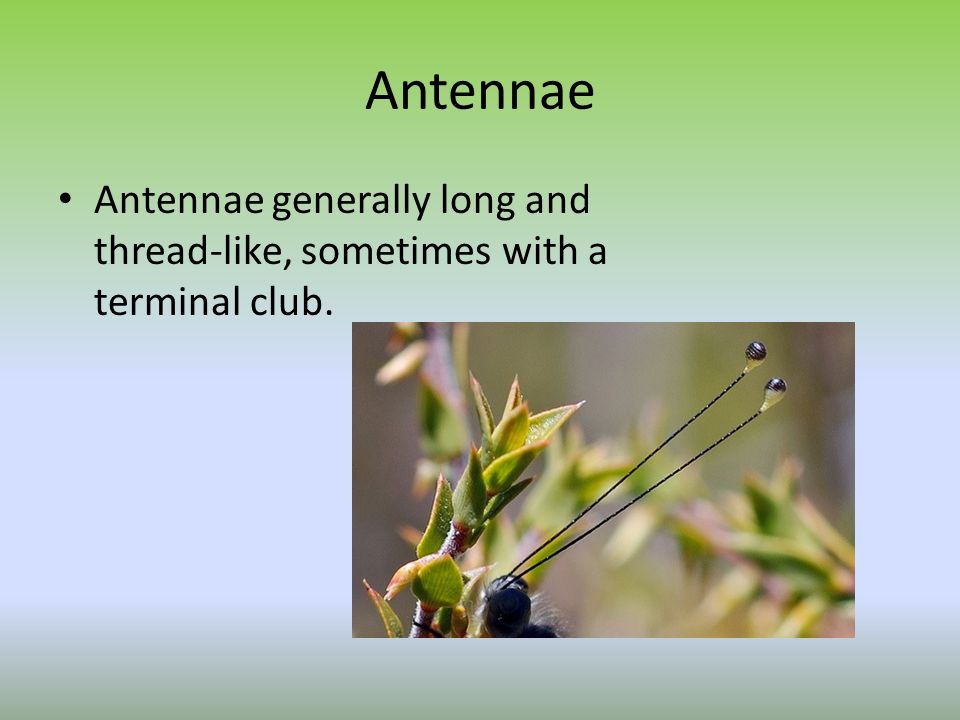 Antennae meaning
