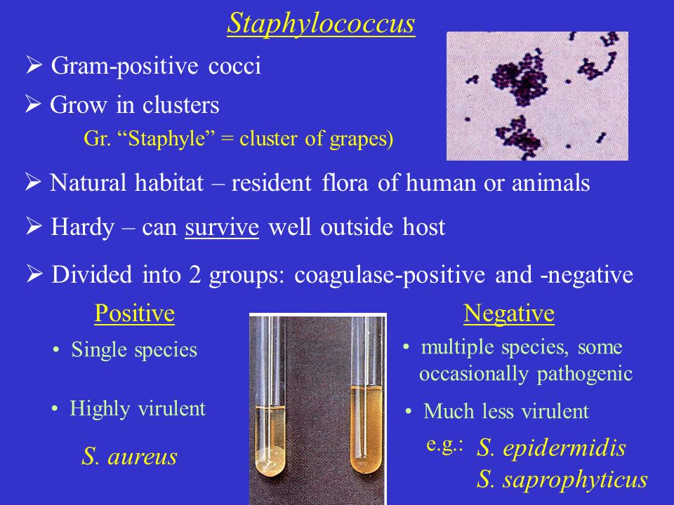 Staphylococcus Epidermidis - an overview