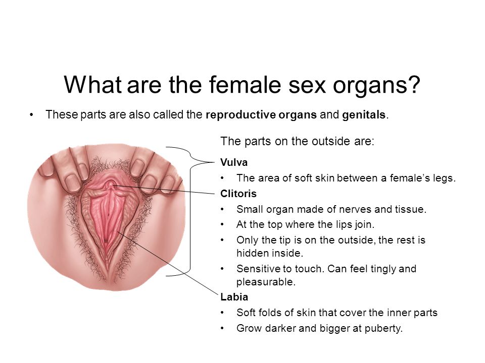 Female Sex Organ