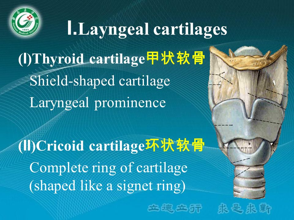 I.Layngeal+cartilages+%28I%29Thyroid+cartilage%E7%94%B2%E7%8A%B6%E8%BD%AF%E9%AA%A8+Shield shaped+cartilage