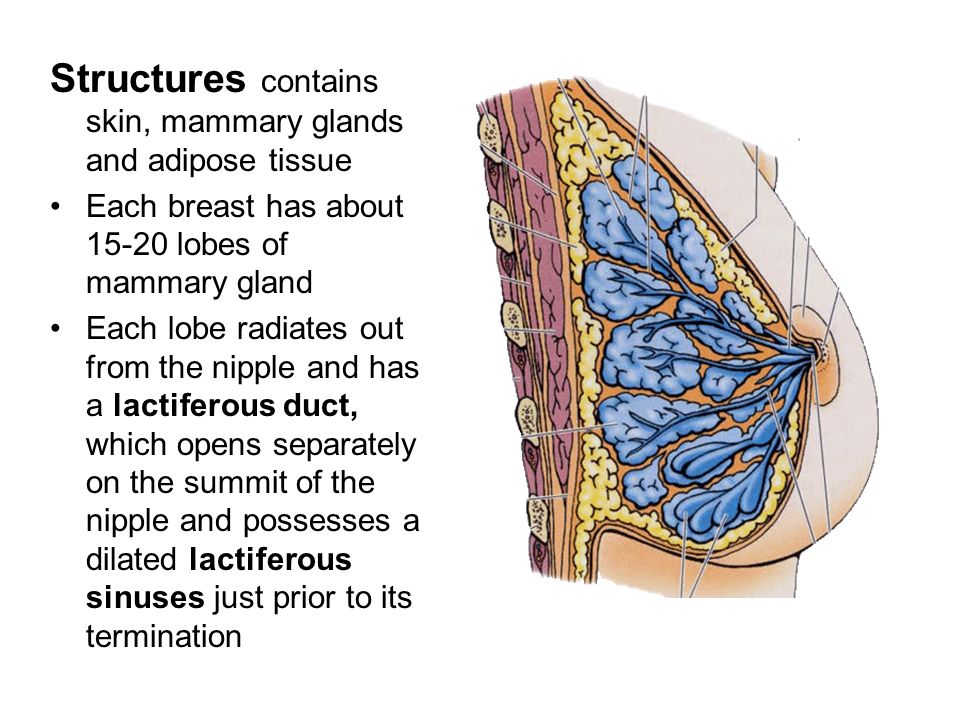 Massive Mamaries