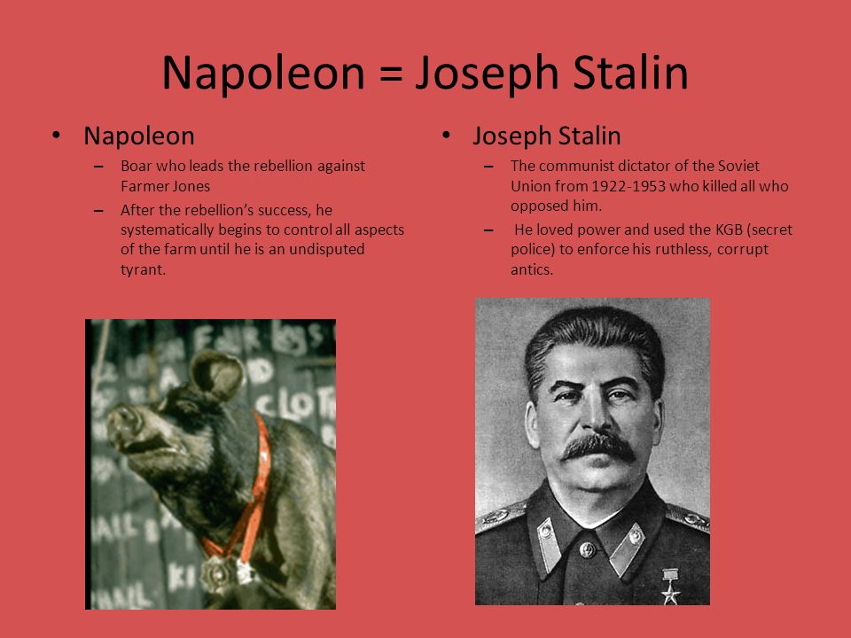 how is napoleon like stalin