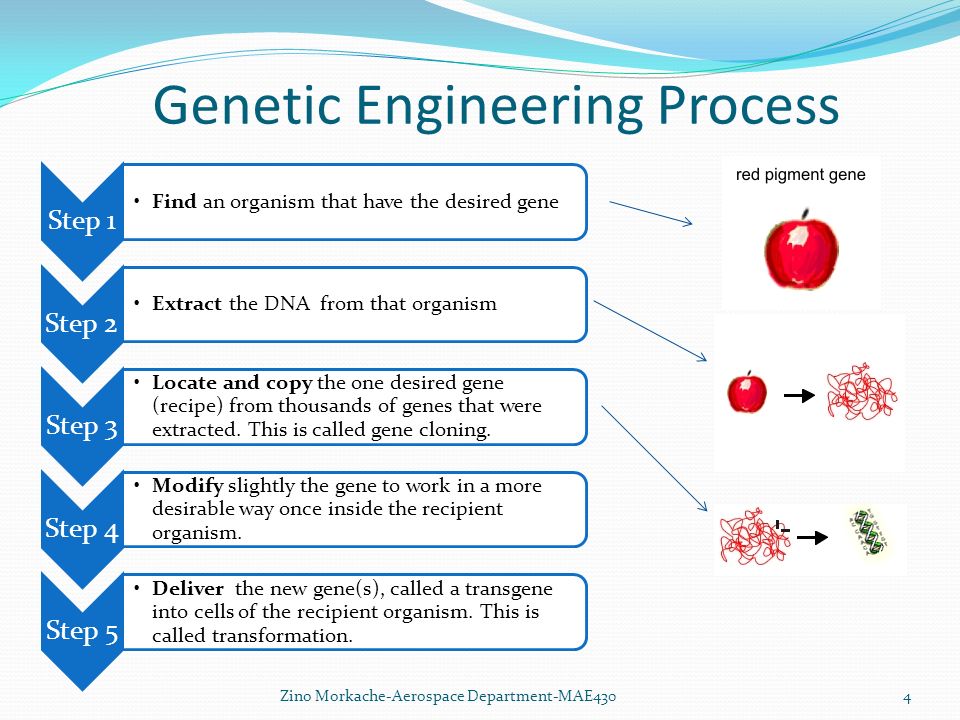 Method engineer. Methods of genetic Engineering. Genetic Engineering process. Генная инженерия на английском. Gene Engineering.