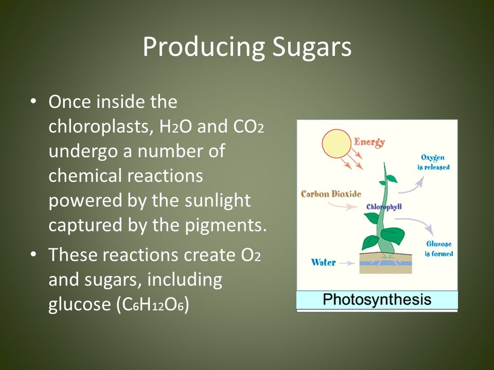 ________ capture solar energy and use photosynthesis to produce sugars