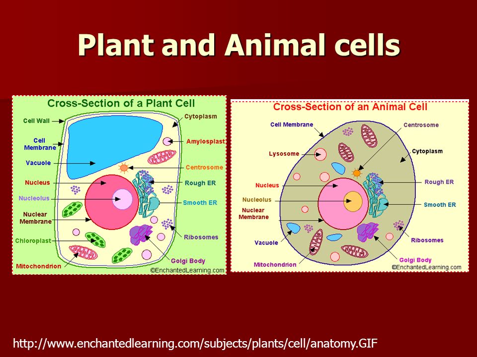 Plant Cells. - ppt video online download