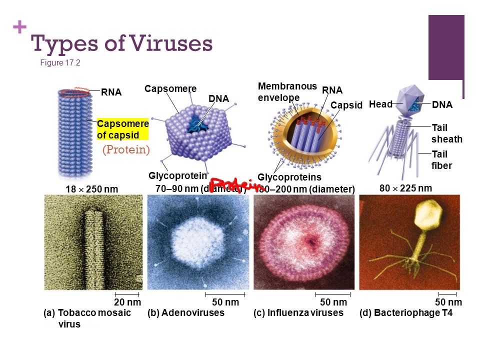 Types of viruses. Виды вирусов. Kinds of viruses. Вирус протеина.