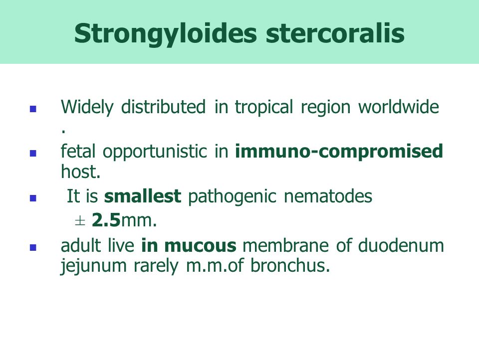 strongyloidosis mrs