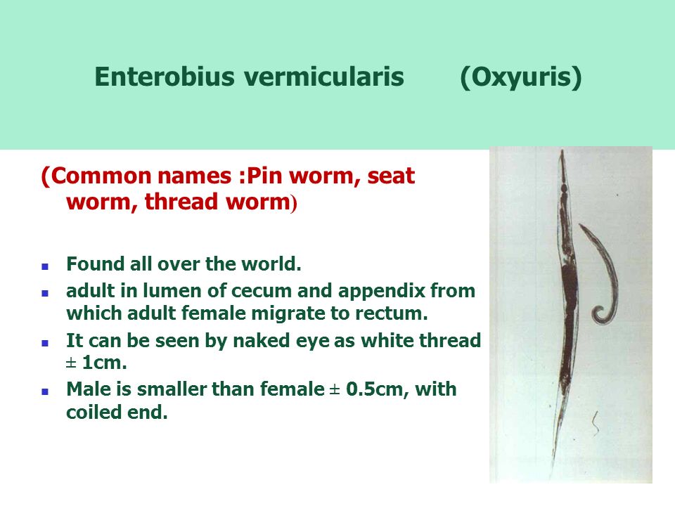 enterobius vermicularis seat worm