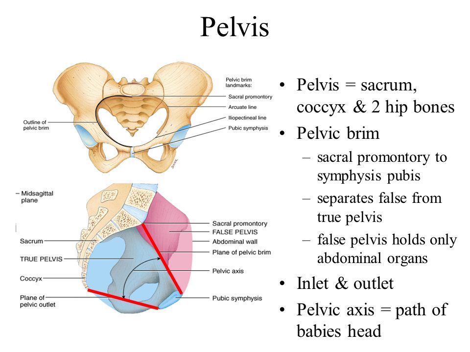 Pelvis Pelvis = sacrum, coccyx & 2 hip bones Pelvic brim.
