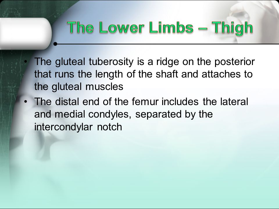 The Lower Limbs – Thigh The gluteal tuberosity is a ridge on the posterior that runs the length of the shaft and attaches to the gluteal muscles.