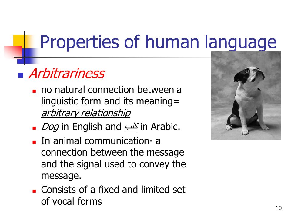 Animal & Human Language - ppt video online download