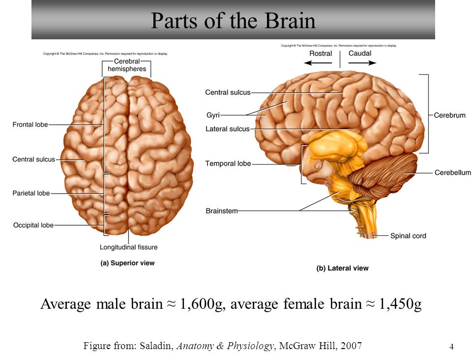 Bio211 Laboratories 8 9 Brain Cranial Nerves Spinal Cord