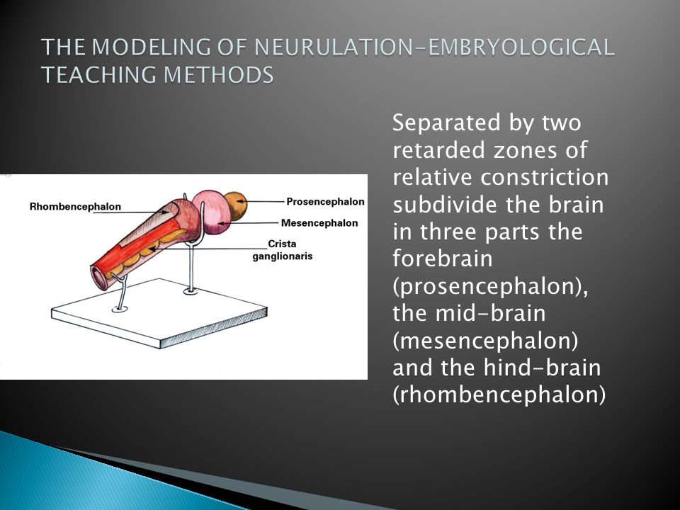 THE MODELING OF NEURULATION-EMBRYOLOGICAL TEACHING METHODS