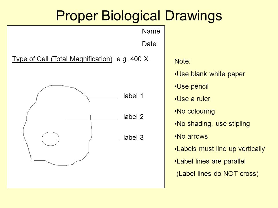 Proper Biological Drawings