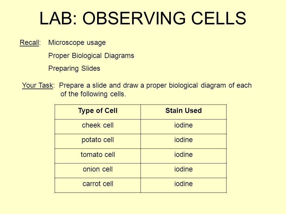 LAB: OBSERVING CELLS Recall: Microscope usage
