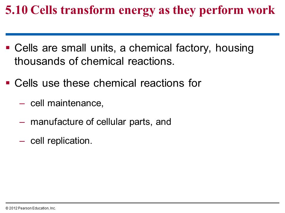 5.10 Cells transform energy as they perform work