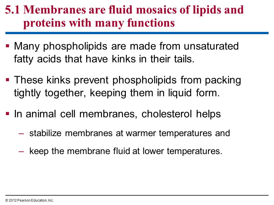 5.1 Membranes are fluid mosaics of lipids and proteins with many functions