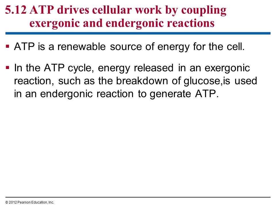 5.12 ATP drives cellular work by coupling exergonic and endergonic reactions