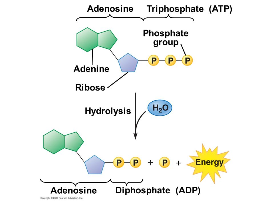 Аденин и аденозин. Аденозин фосфат. Adenosine triphosphate. Аденозин образование. Аденин рибоза три