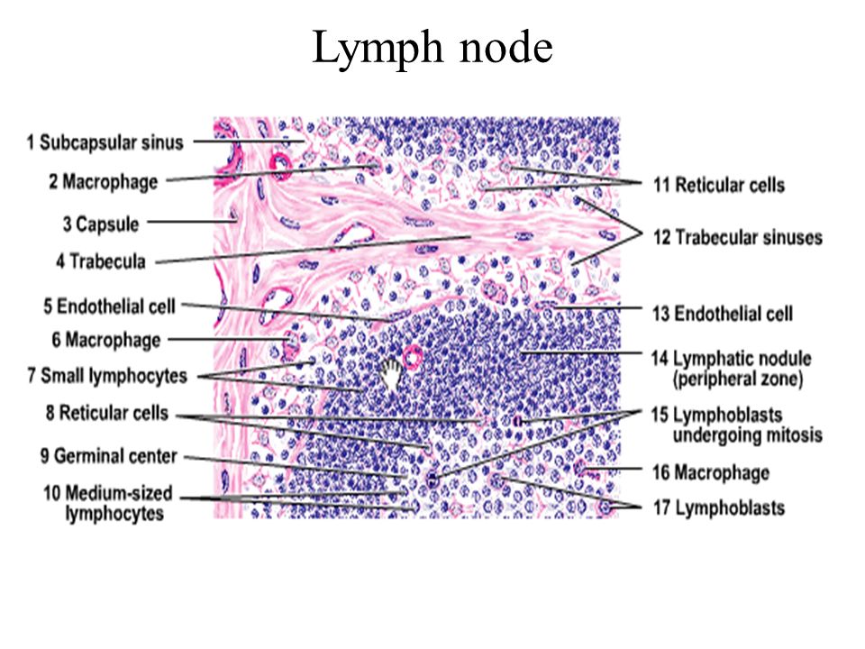 lymph nodes histology diagram